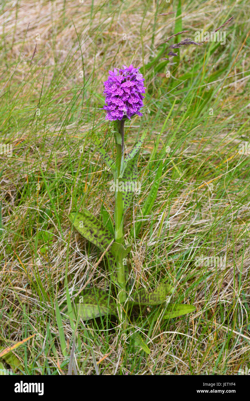 Heide gesichtet Orchidee Stockfoto