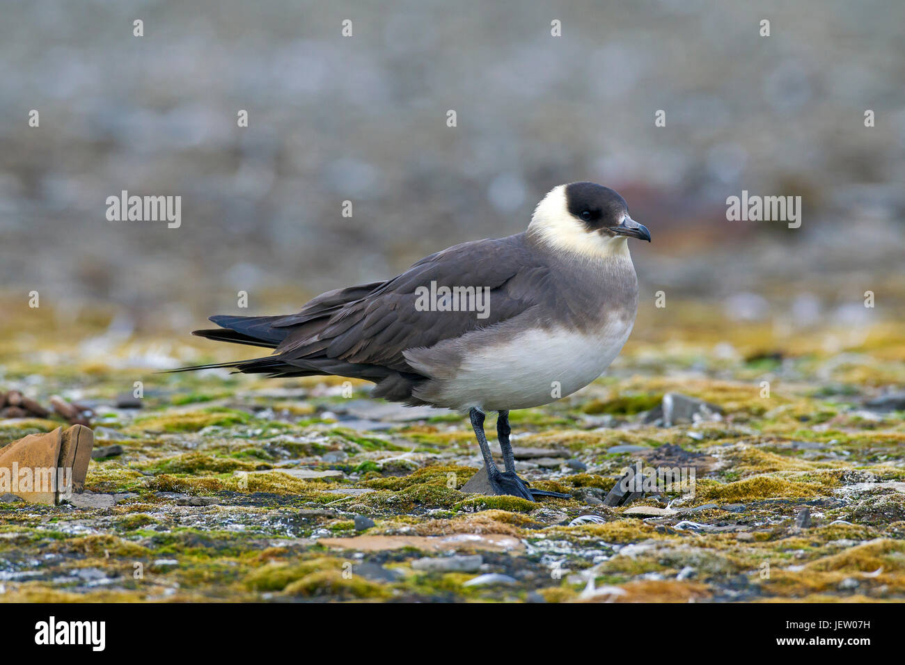 Arktisches Skua / parasitäre Skua / parasitäre Jaeger (Stercorarius Parasiticus) in der Tundra Stockfoto