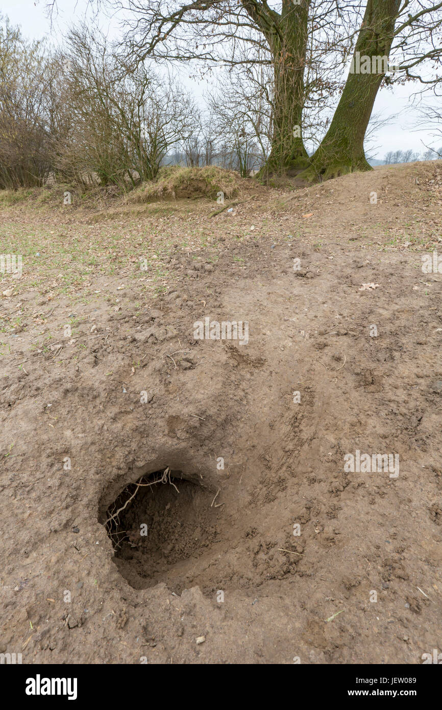Eingang des Europäischen Dachs (Meles Meles) Höhle / Sett badger / Dachs Set grub in der Erde Stockfoto