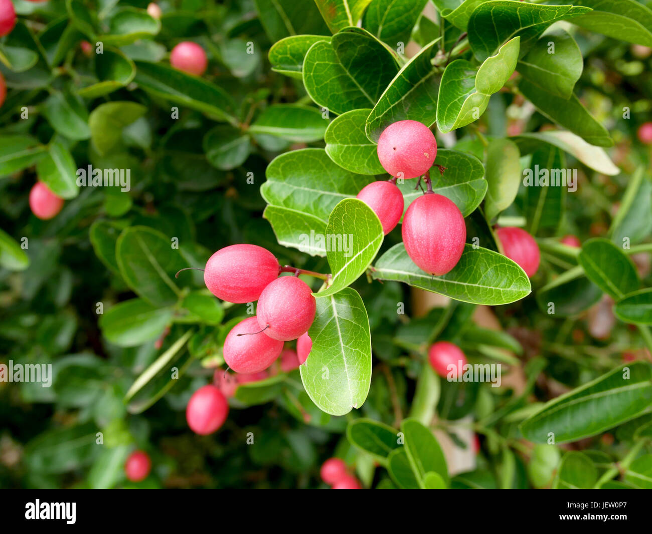 Bengalen Johannisbeeren (Carissa Carandas) im Garten. Hohe Vitamin-Frucht. Stockfoto