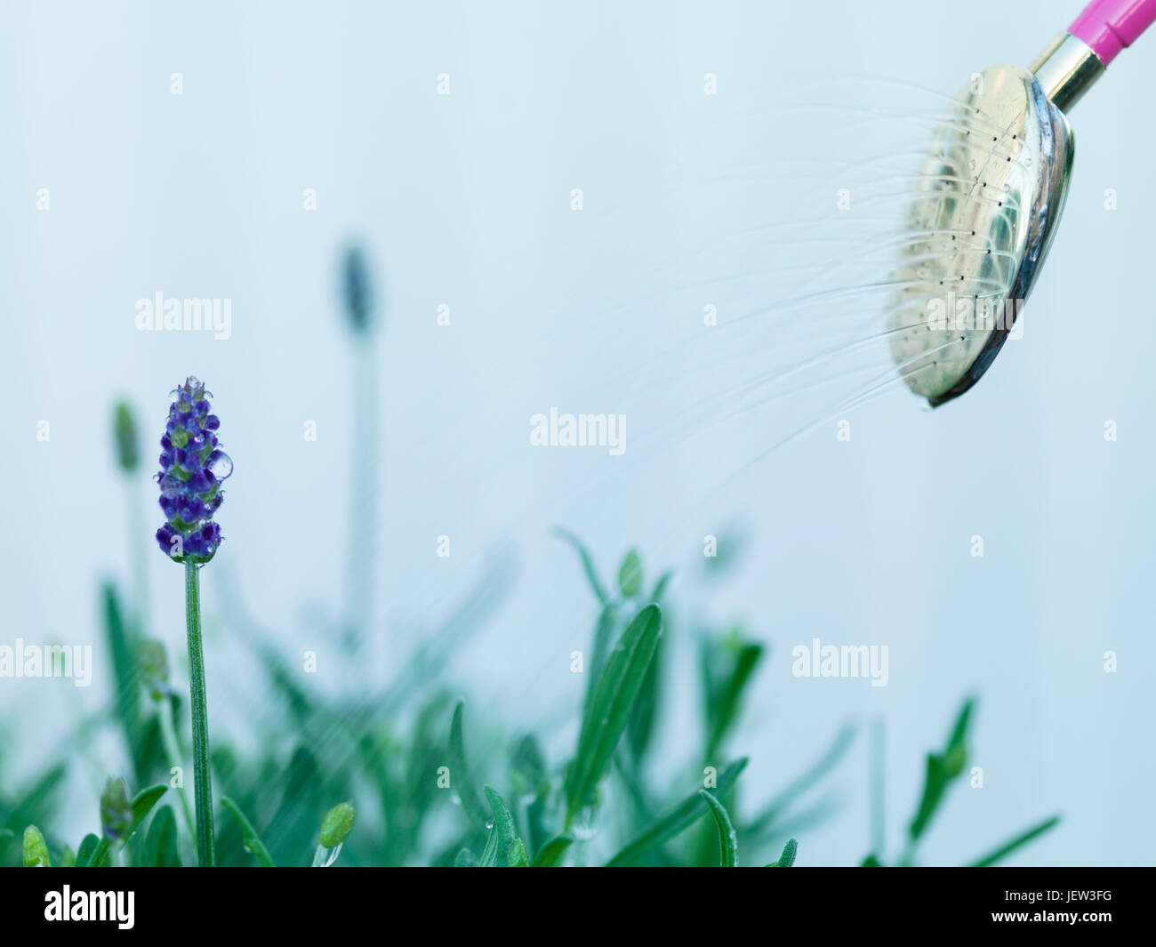 Bewässerung Lavendel Stockfoto