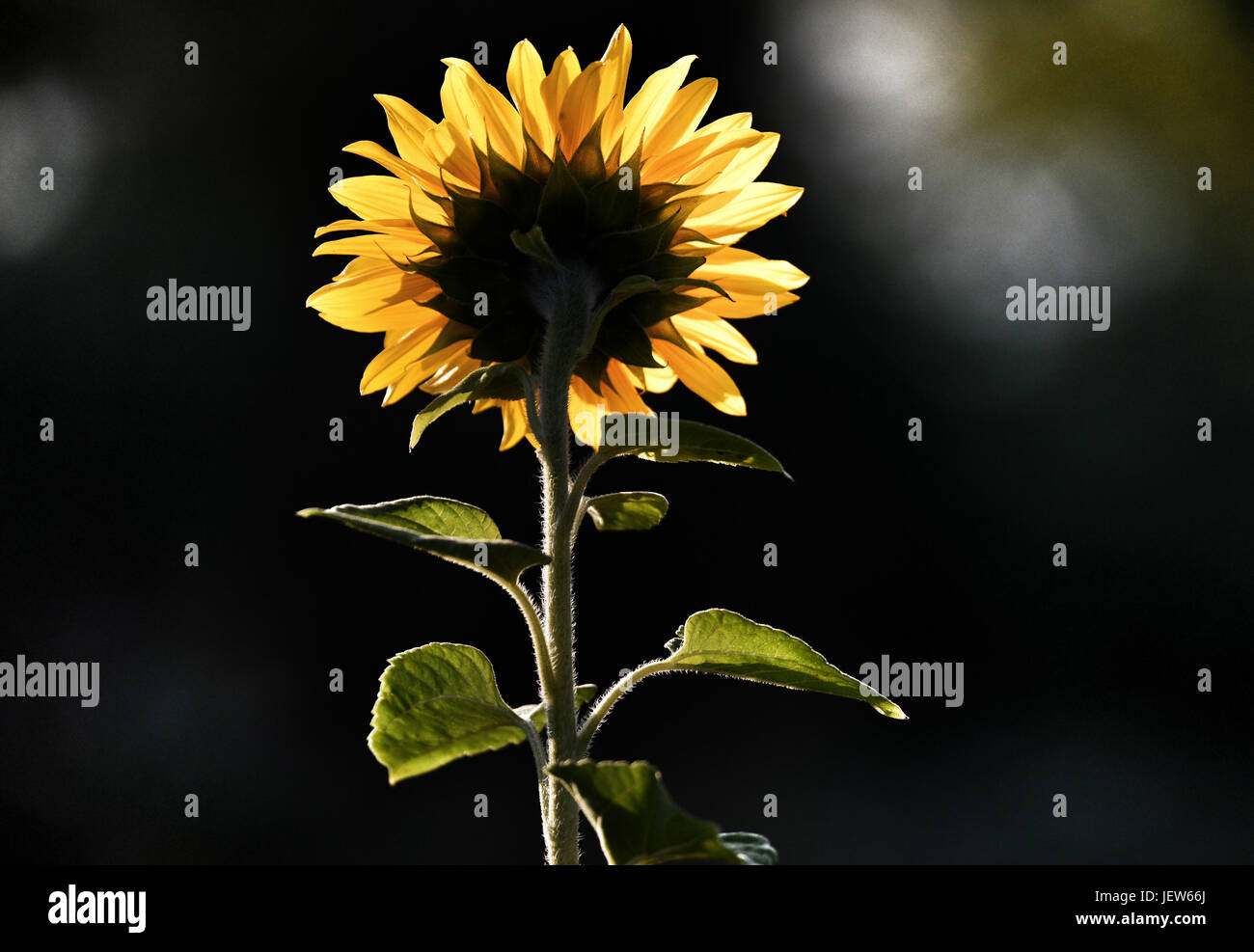 Bild von Paul Slater/PSI - Sonnenblume mit Blick auf die Sonne im Sommer. Stockfoto