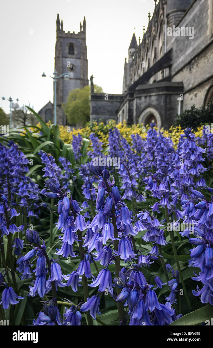 Bild von Paul Slater/PSI - Bluebells in St Andrews Kirche, Plymouth, Devon. Stockfoto