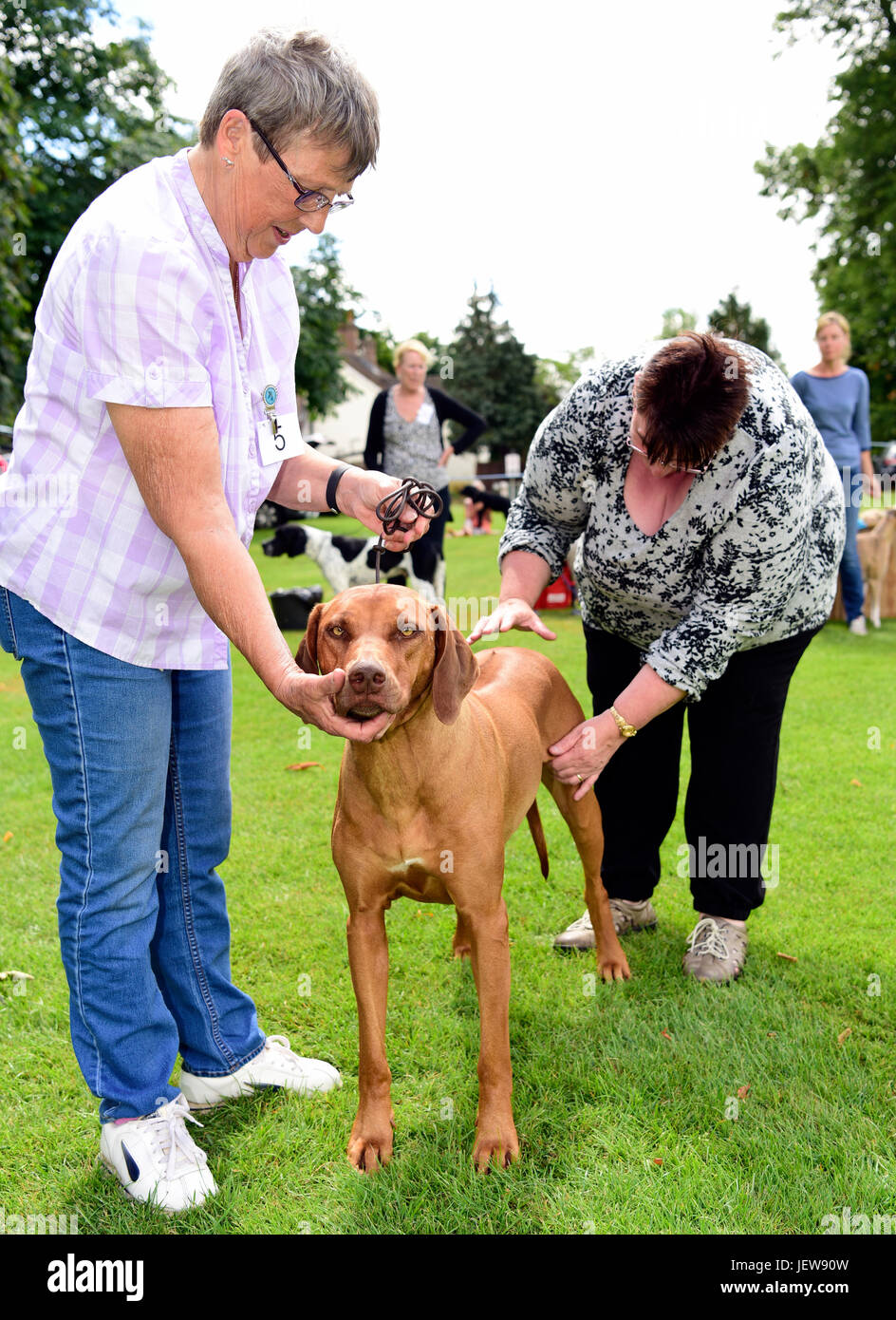 Die Beurteilung bei einem Begleiter Hundeausstellung, Alton, Hampshire, UK. 25. Juni 2017. Stockfoto