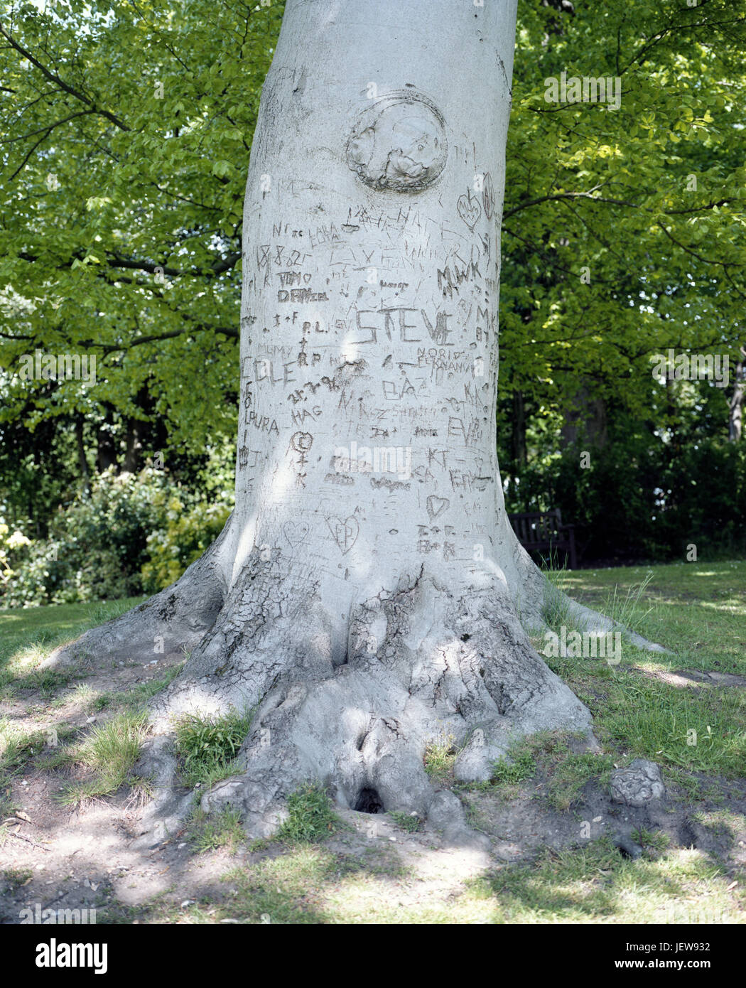 Namen Auf Baum Geschnitzt Stockfotografie Alamy