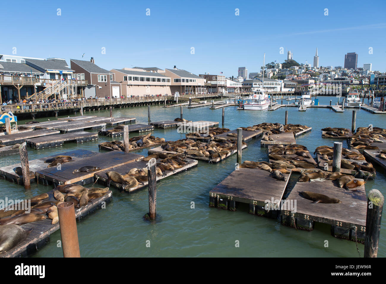 Pier 39 und die Seelöwen in San Francisco Stockfoto