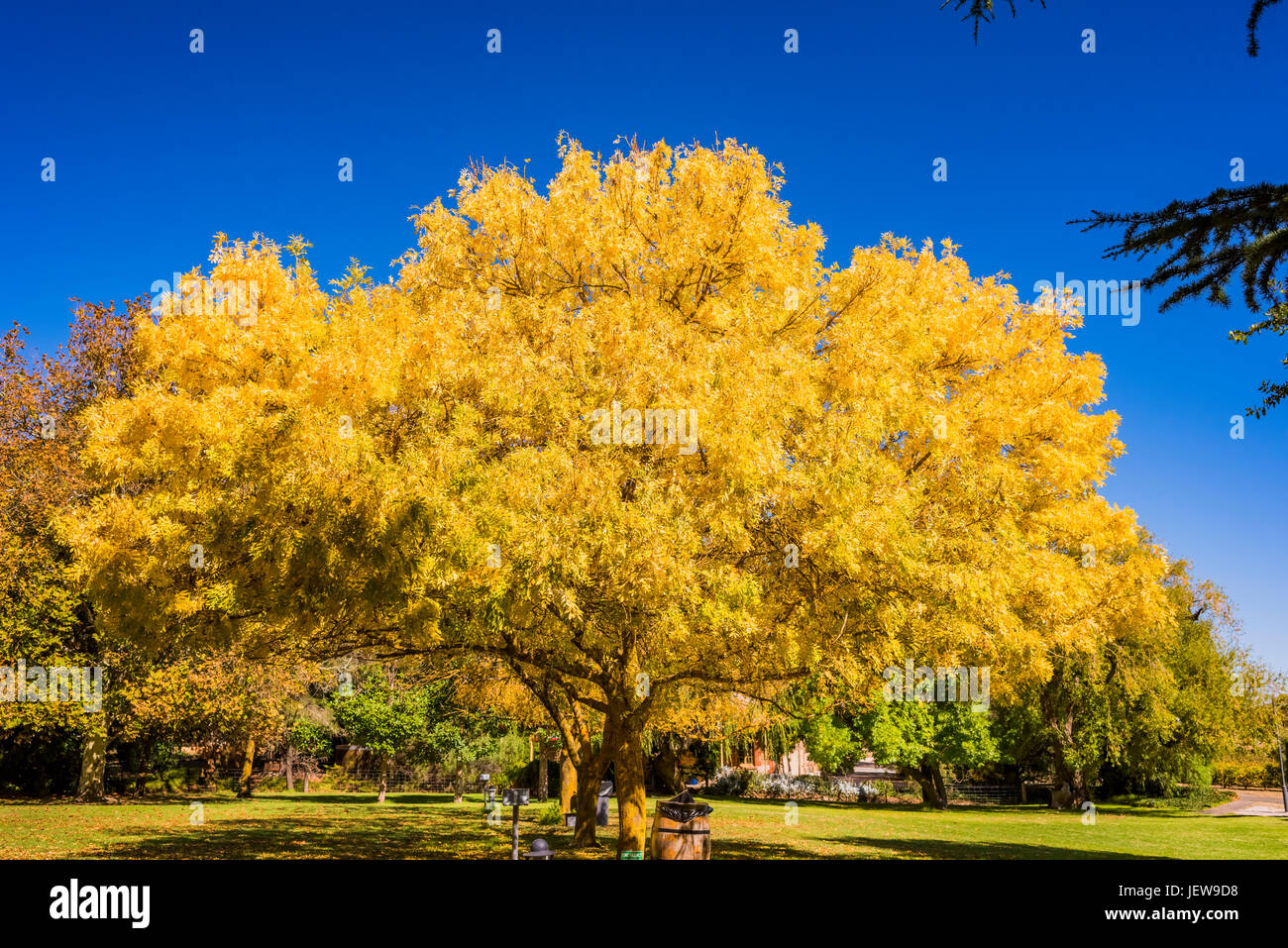 Schönen Laubbäumen in Sevenhill Winery im Clare Valley, South Australia Stockfoto
