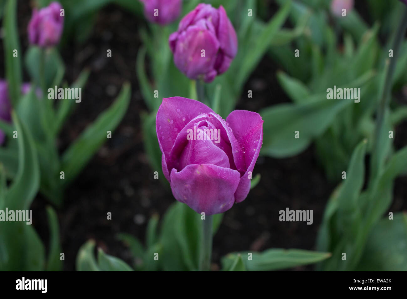 Tulpen Happy to See You Stockfoto