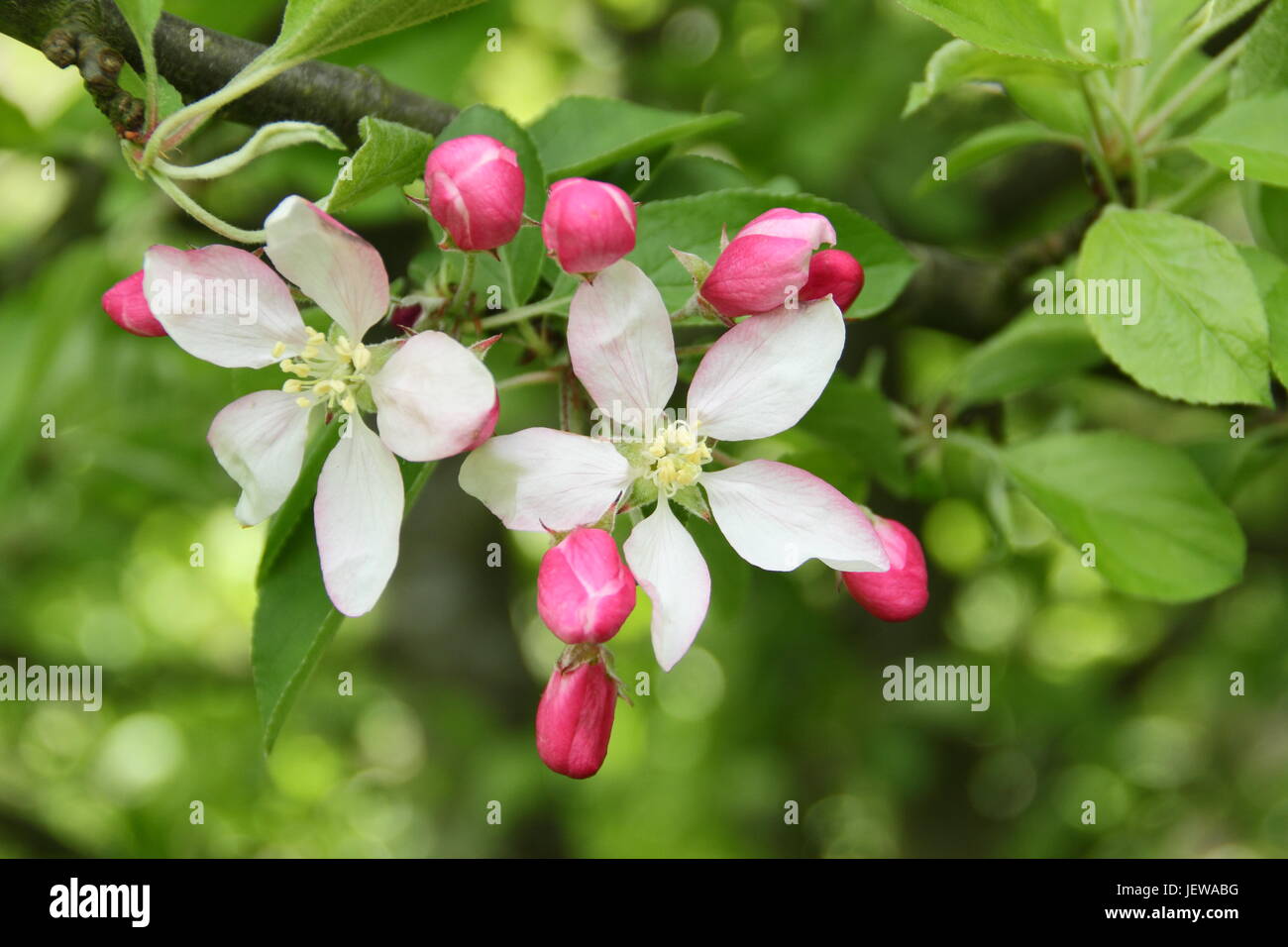 Wilde Krabbe Apfelbaum (Malus Sylvestris) in Blüte in der englischen Landschaft im zeitigen Frühjahr, UK Stockfoto