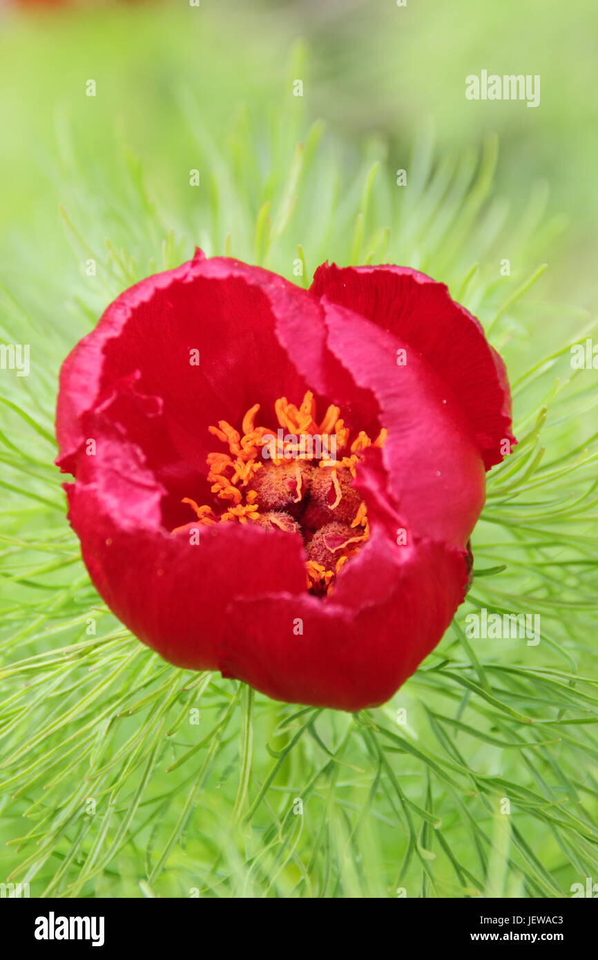 Paeonia Tenuifolia, auch genannt 'Farn Blatt Pfingstrose', Blte in einem  Garten in Ende April, UK Stockfotografie - Alamy