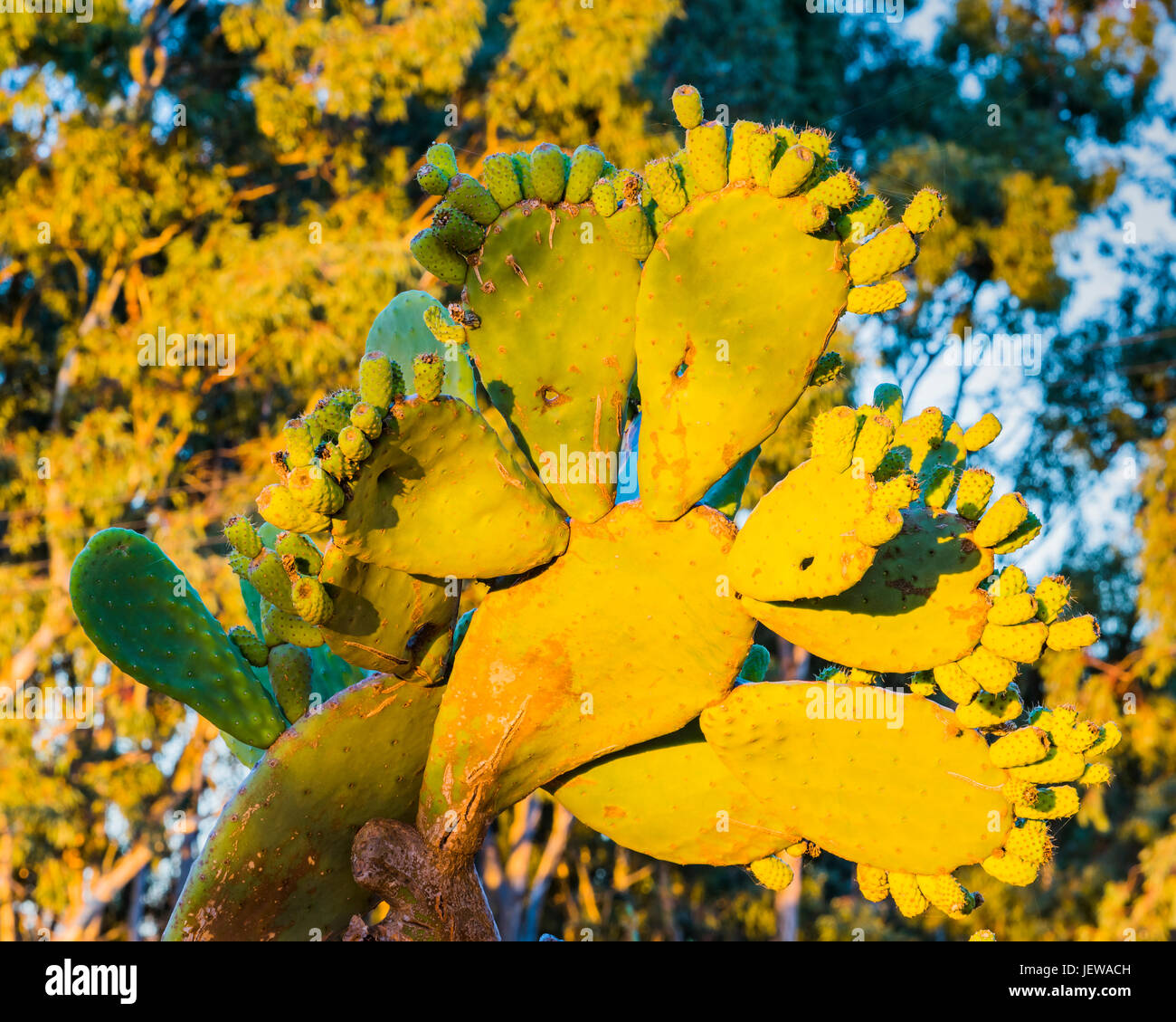 Prickly Pear Cactus Australia Stockfotos und bilder Kaufen Alamy