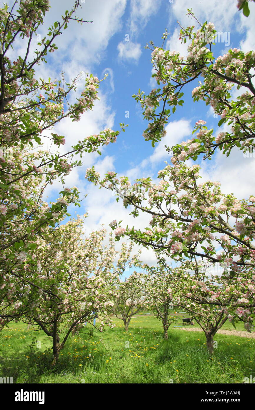 Apfelbäume (Malus) blühen in einem englischen Obstgarten im Frühjahr (Mai), UK Stockfoto