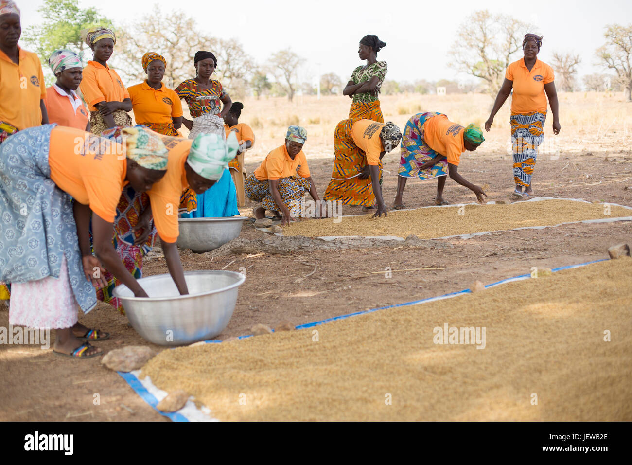 Eine Frauenkooperative verarbeitet und parboils Reis als Einkommen schaffende Tätigkeit Upper East Region, Ghana. Stockfoto