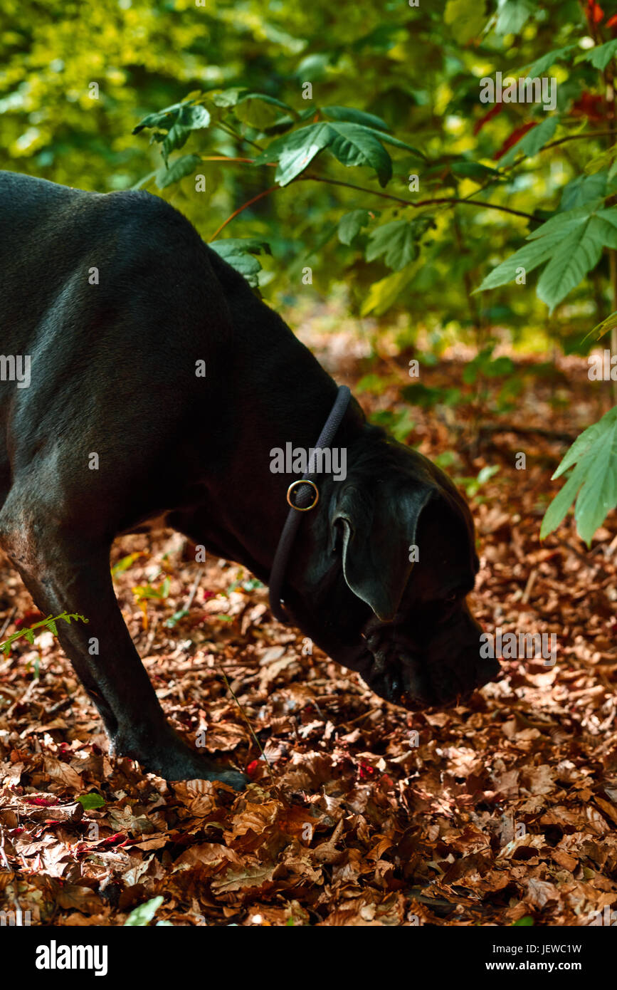 Porträt von schönen grauen Cane Corso-Hund in Deutschland Stockfoto