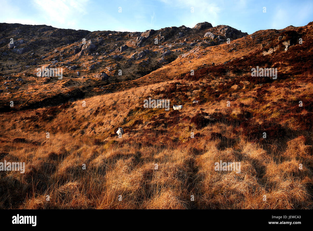 Schafe weiden auf den grünen Wiesen und Hügeln von Donegal Ireland mit dem Meer und den Sonnenuntergang im Hintergrund Stockfoto