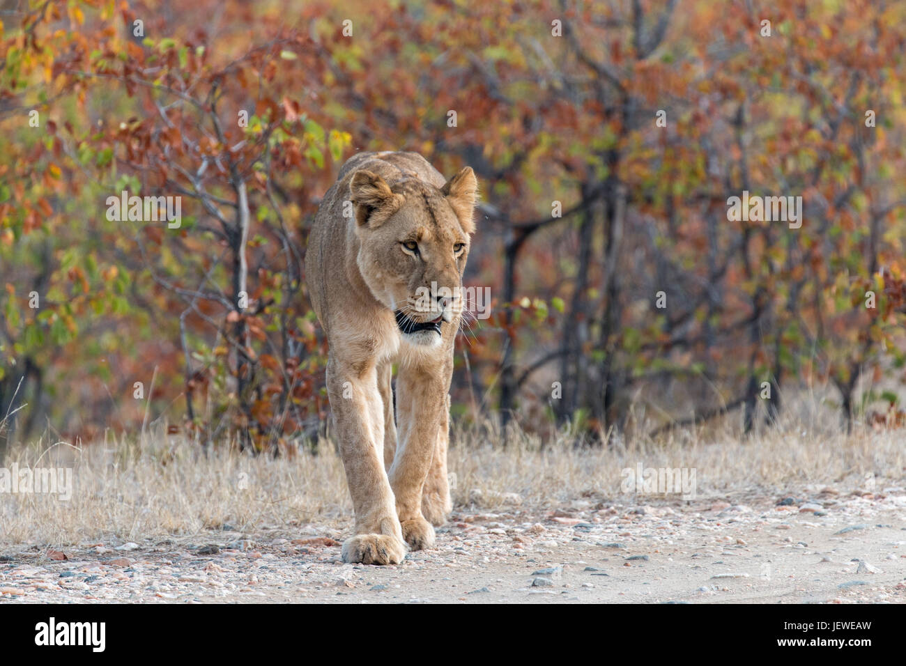 Löwin. Auf die Mopani-Phalaborwa Road, Kruger Park, Südafrika. Stockfoto