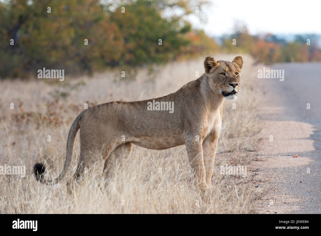 Löwin Blick auf eine Gruppe von nahe gelegenen Männchen kämpfen. Auf die Mopani-Phalaborwa Road, Kruger Park, Südafrika. Stockfoto