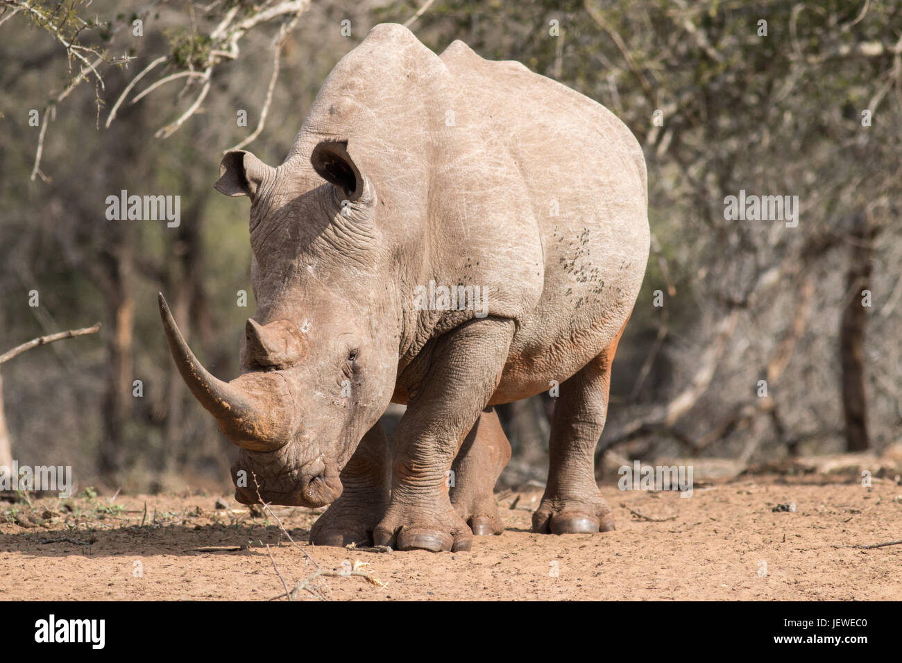 Südlichen Whit Rhino, Mkhuze Game Reserve, Südafrika Stockfoto