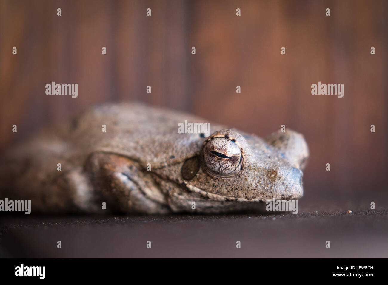 Ein schlafender Frosch, Mkhuze Game Reserve, Südafrika Stockfoto