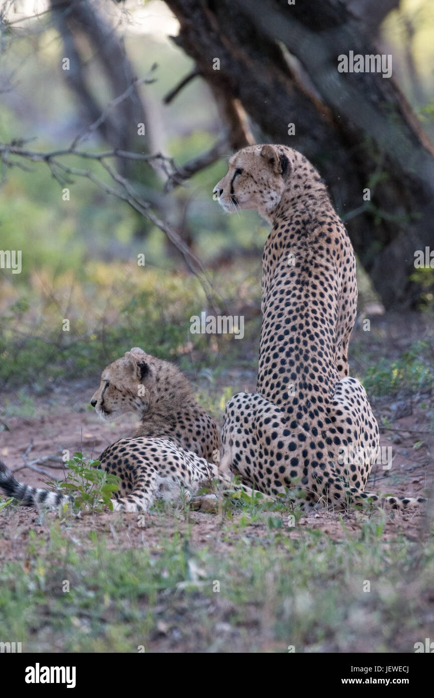 Mutter Geparden und Cub, Mkhuze Game Reserve, Südafrika Stockfoto