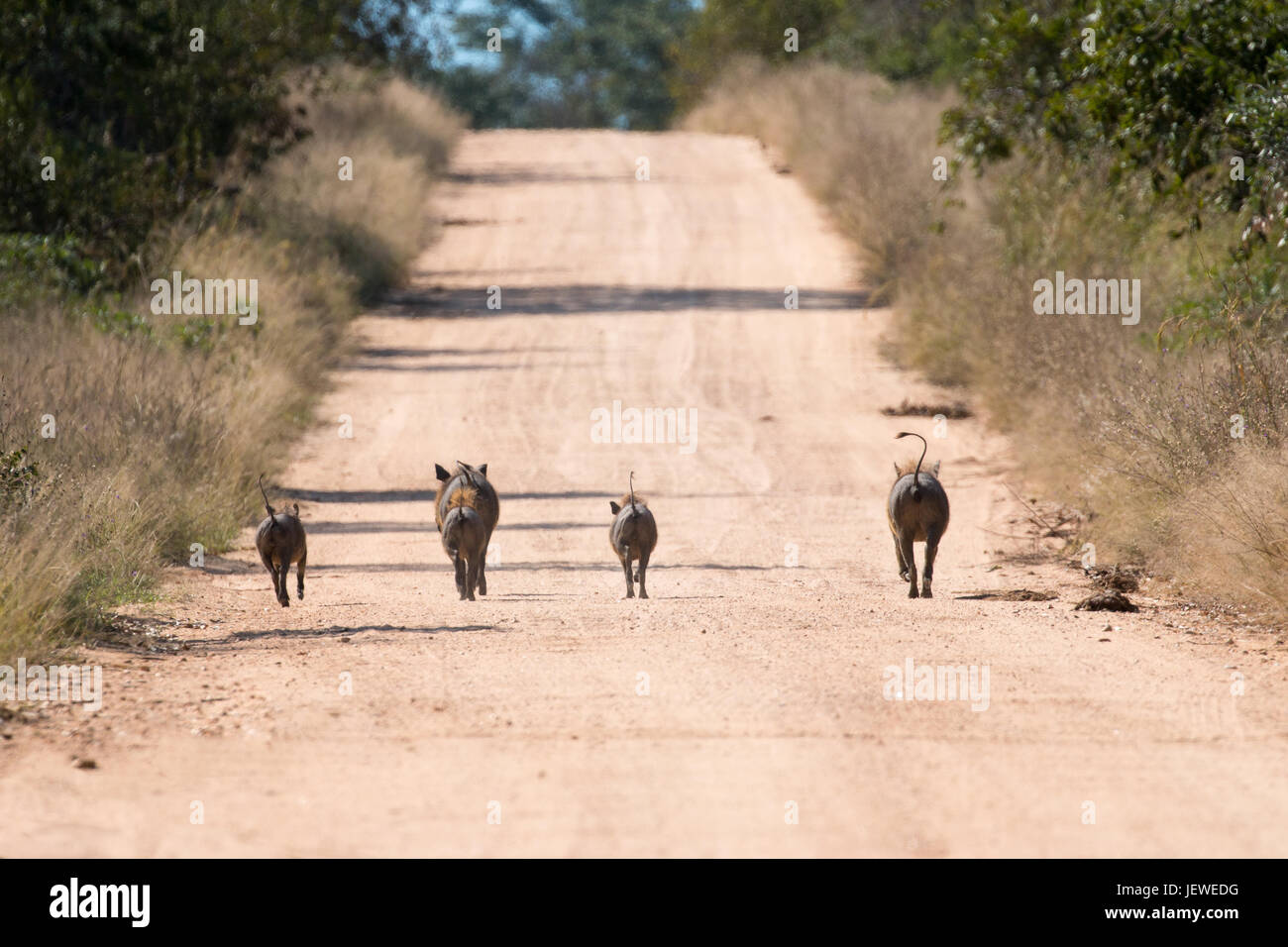 Warzenschwein Familie, Kruger Park, Südafrika Stockfoto