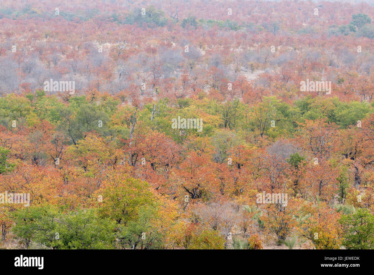 Mopane Veld, Herbstfärbung, Kruger Park, Südafrika Stockfoto