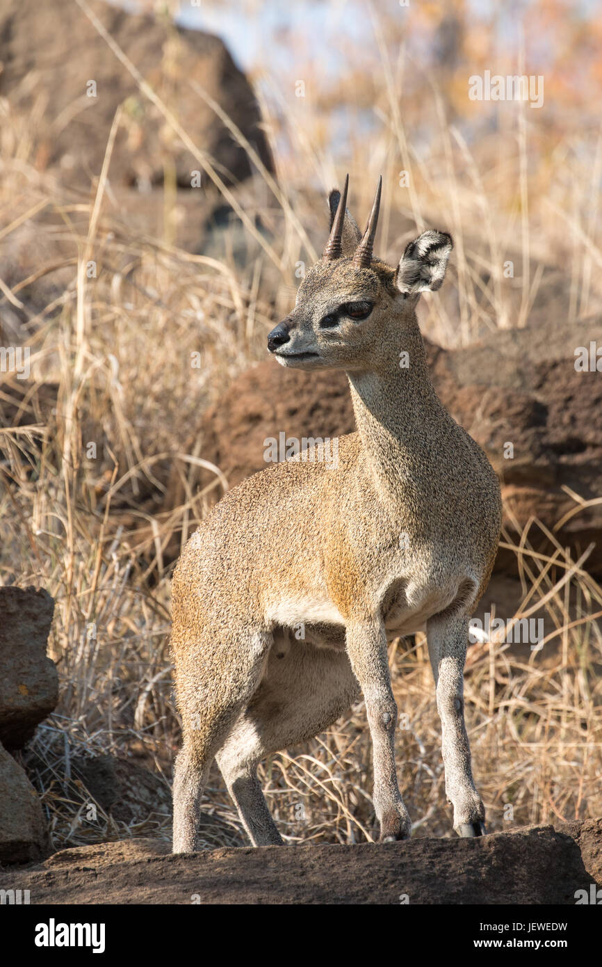 Klipspringer, Kruger Park, Südafrika Stockfoto