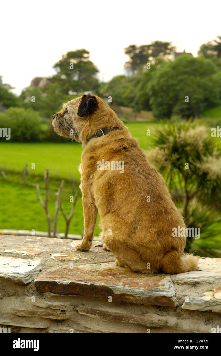 Hund an einer Wand, UK Stockfoto