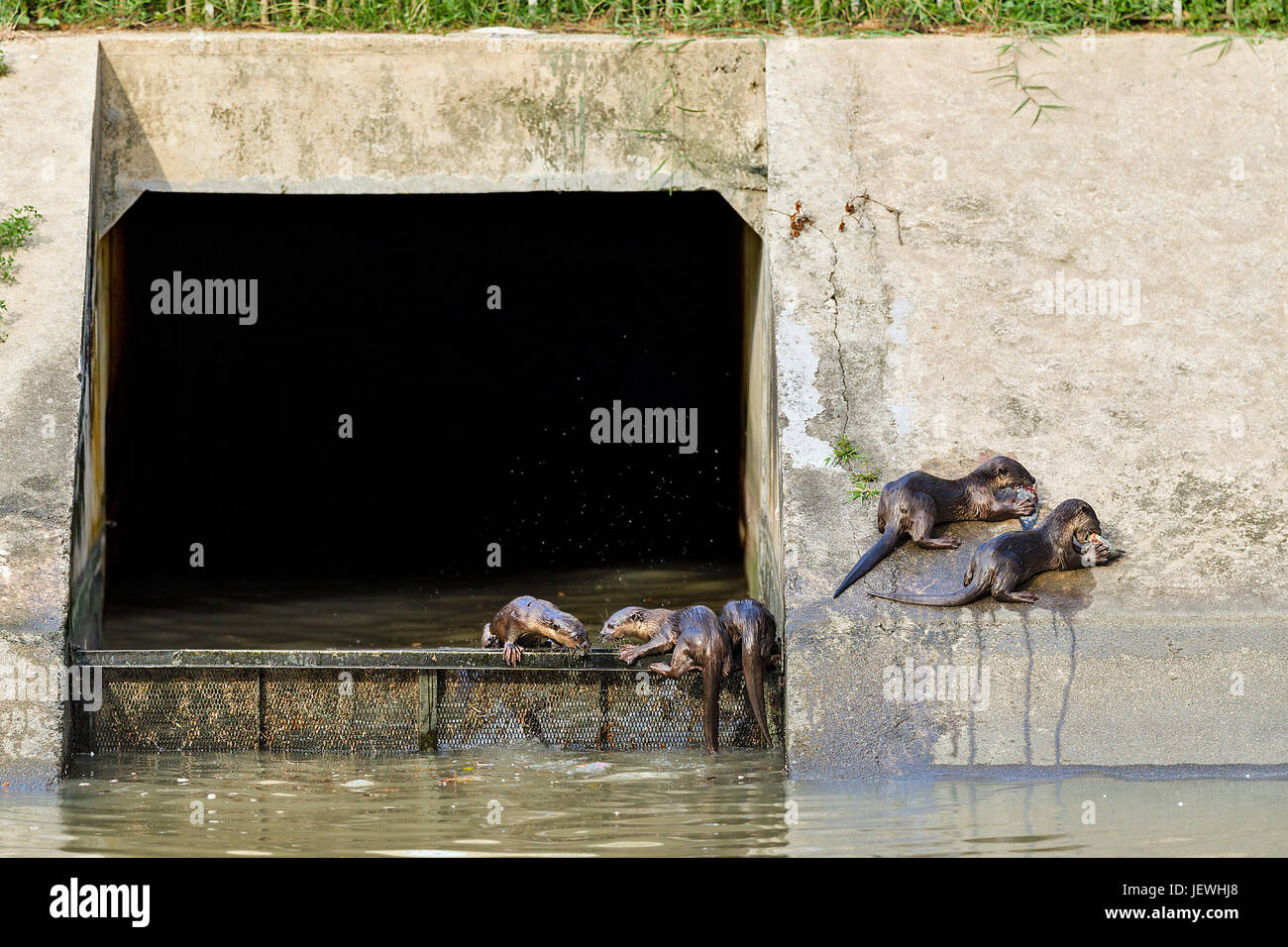 Glatt beschichtet Fischotter (Lutrogale Perspicillata) Essen frisch gefangenen Fisch an einem konkreten Flussufer, Singapur Stockfoto