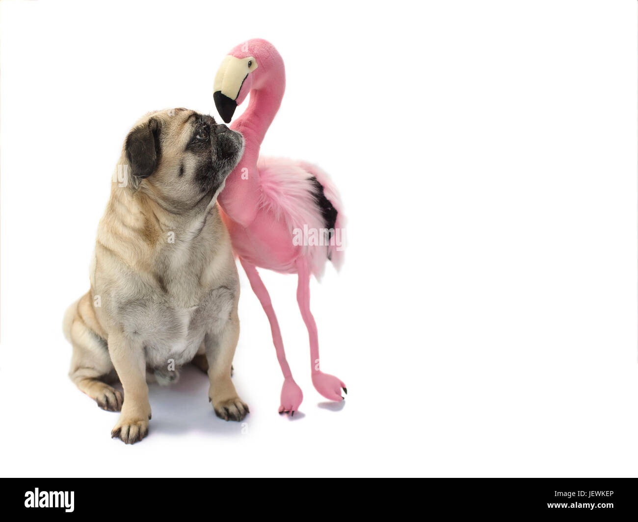 Freundschaft Flamingo schmiegt sich an einen Mops Stockfoto
