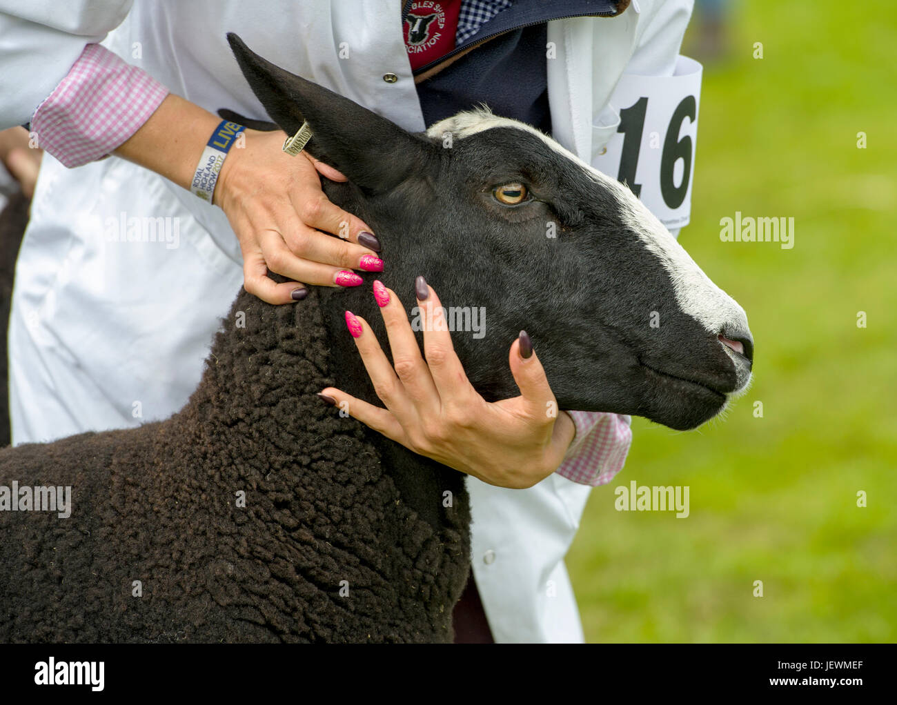 Nahaufnahme von einem Zwartbles Schaf in den Urteilen Ring am Royal Highland Show, Ingliston, Edinburgh. Stockfoto