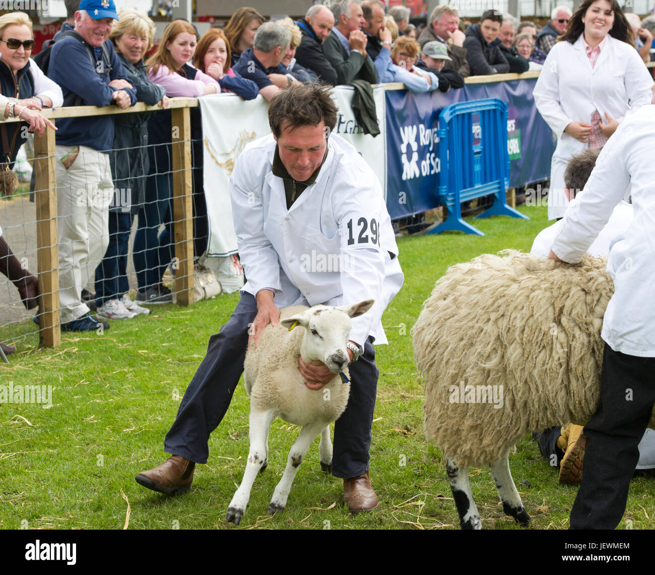 Schafe an der Royal Highland Show, Ingliston, Edinburgh zu urteilen. Stockfoto