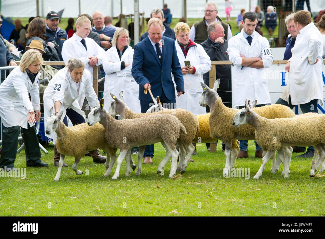 Schafe an der Royal Highland Show, Ingliston, Edinburgh zu urteilen. Stockfoto