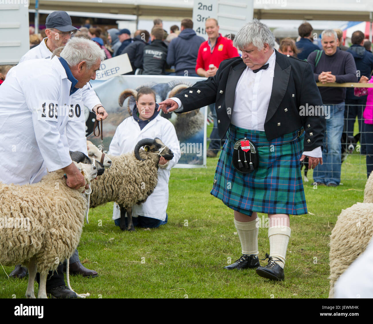 Schafe an der Royal Highland Show, Ingliston, Edinburgh zu urteilen. Stockfoto