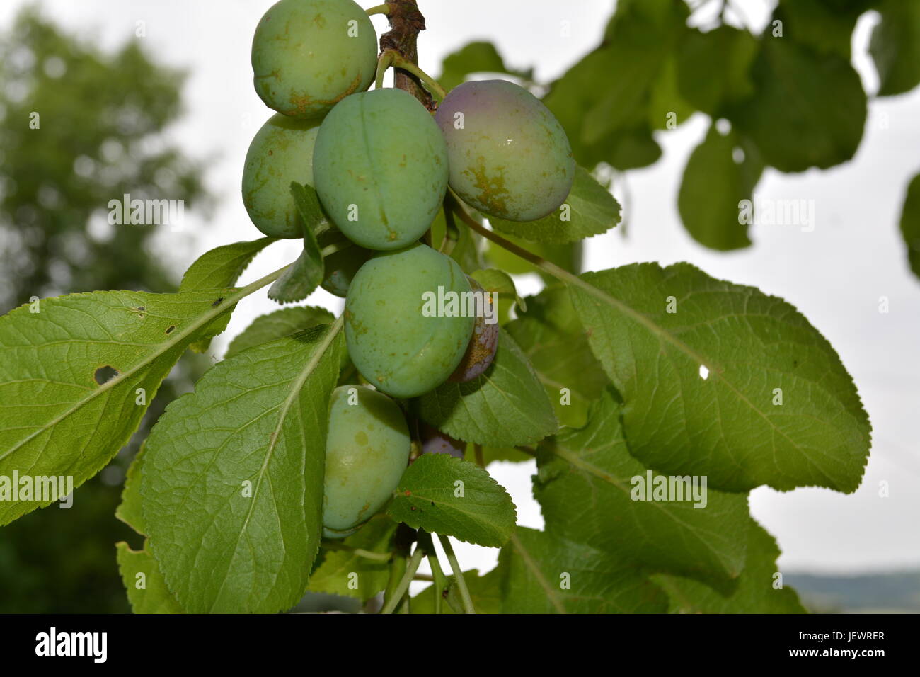 Victoria Pflaumen in einem Bündel auf Baum re Obstbäume Sommer Obst gemeinsamen Obst Englischer Garten mit aus Bäumen und Sträuchern England wächst Stockfoto