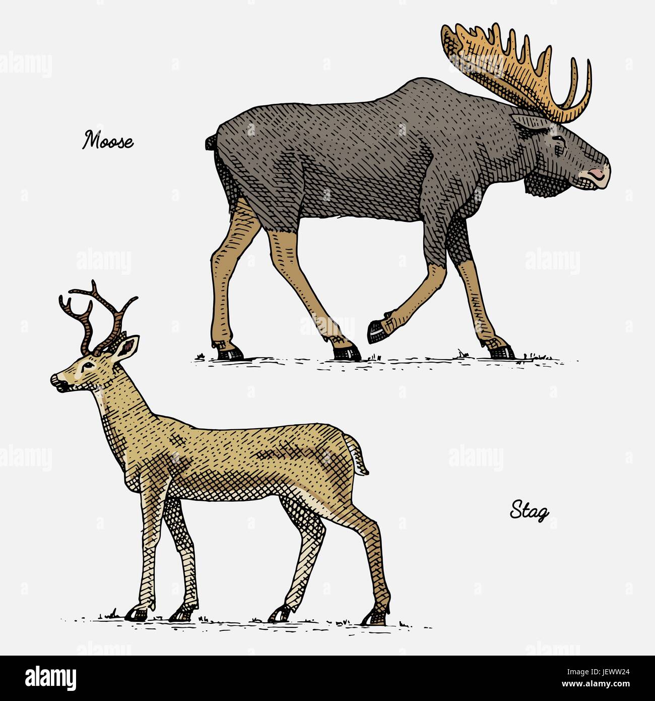Elch oder eurasischen Elch und Hirsch oder Reh, hand gravierte Wildtiere im Vintage