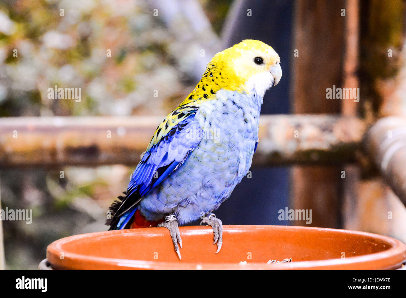 Farbige Tropical Parrot Stockfoto