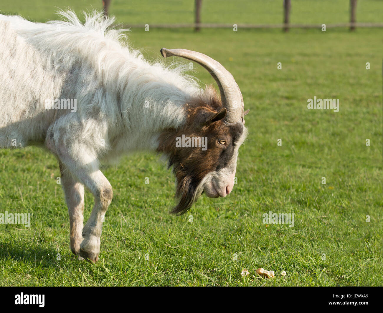 Ziege mit einem Horn auf der Weide Stockfoto