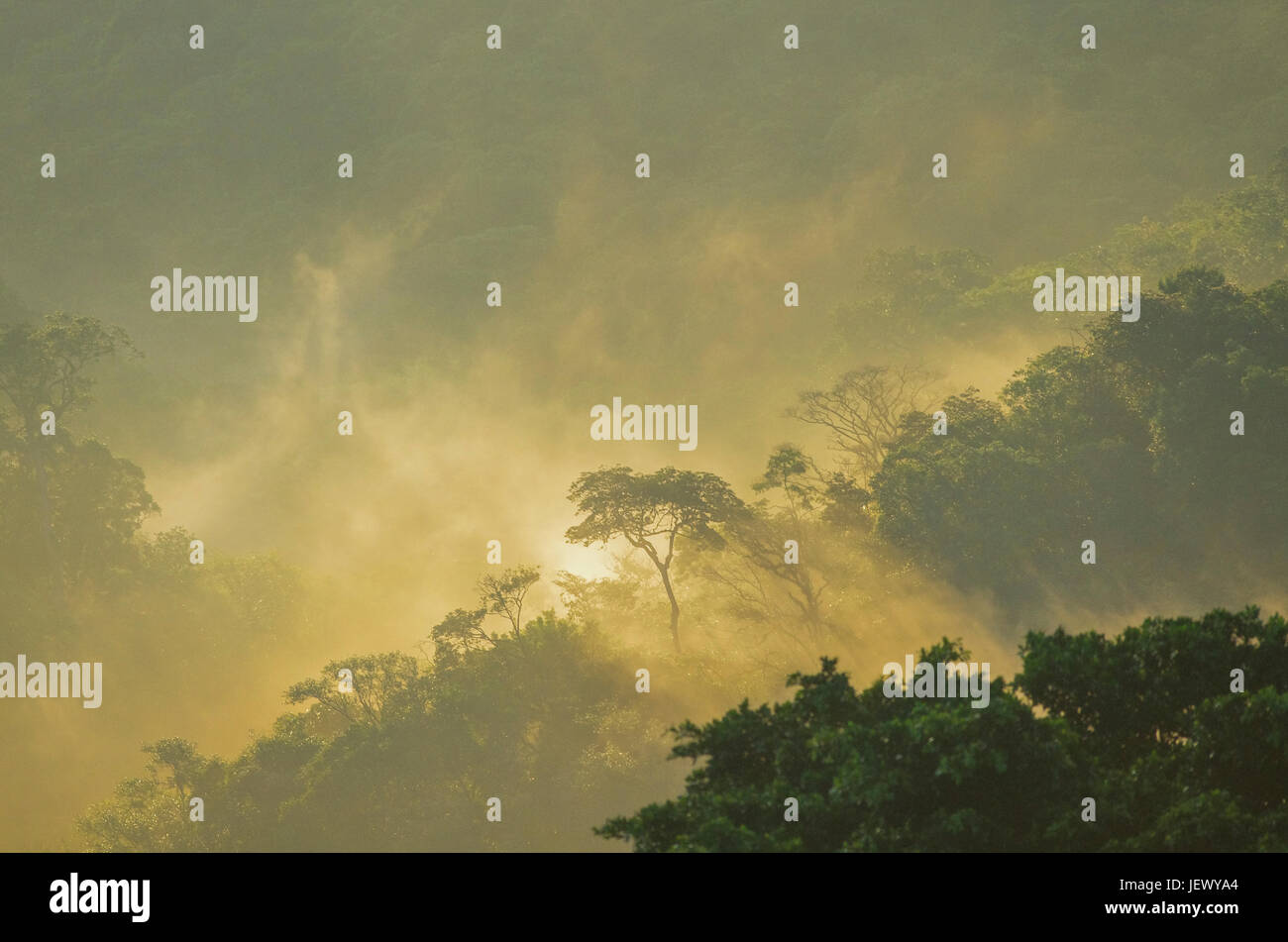 Regenwald-Szene mit goldenen Stunde Morgennebel Stockfoto