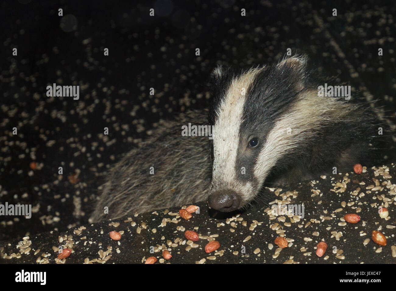 Cumbria, UK. 28. Juni 2017. Der Lake District Cumbria.Overnight Regen & Dachs Cubs mit einem Mitternacht fest auf Erdnüsse & Sonnenblume Herzen Credit: Gordon Shoosmith/Alamy Live News Bildnachweis: Gordon Shoosmith/Alamy Live News Stockfoto