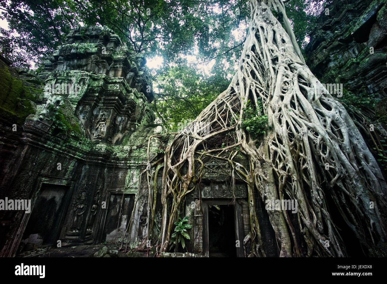 Ruinen von Ta Prohm Tempel. Stockfoto