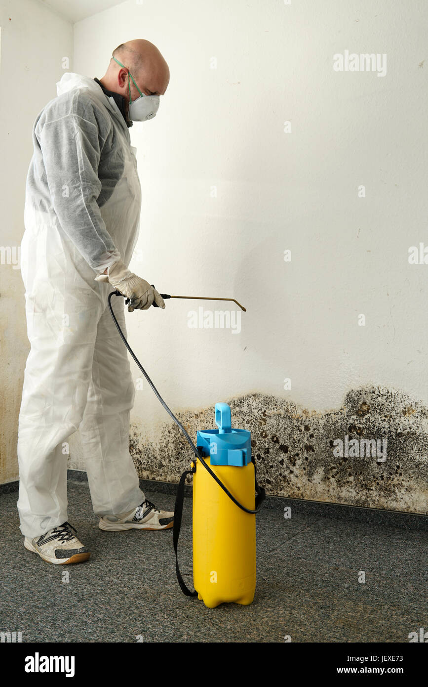 Spezialist für die Bekämpfung von Schimmel in der Wohnung Stockfoto