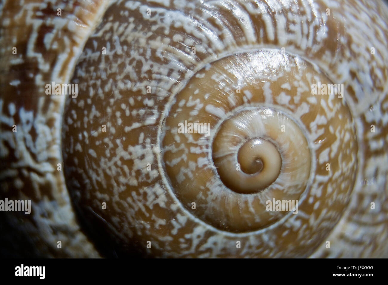 Schale einer Schnecke Stockfoto