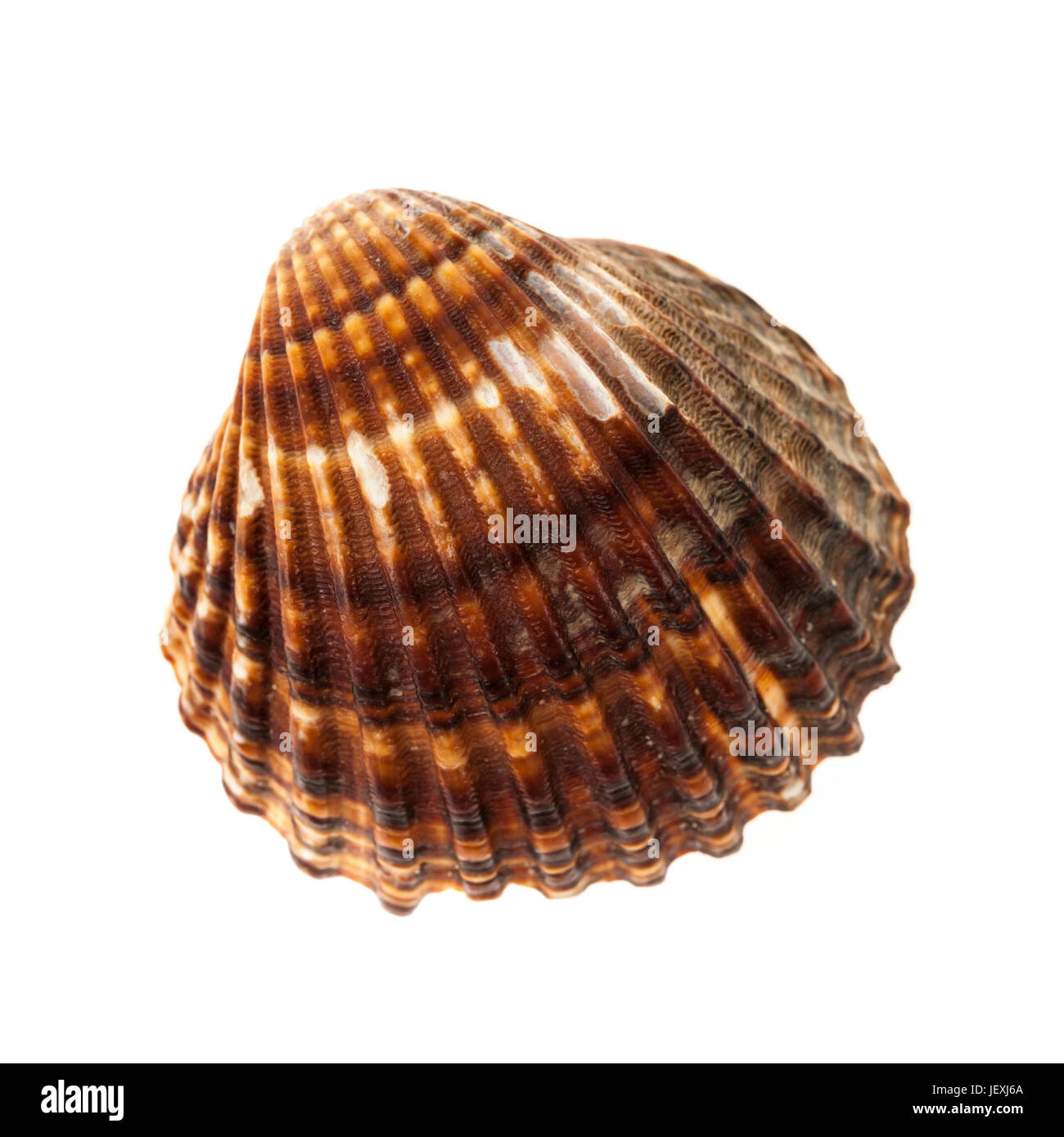Eine braune Schale Muschel isoliert auf weißem Hintergrund, Nahaufnahme. Stockfoto