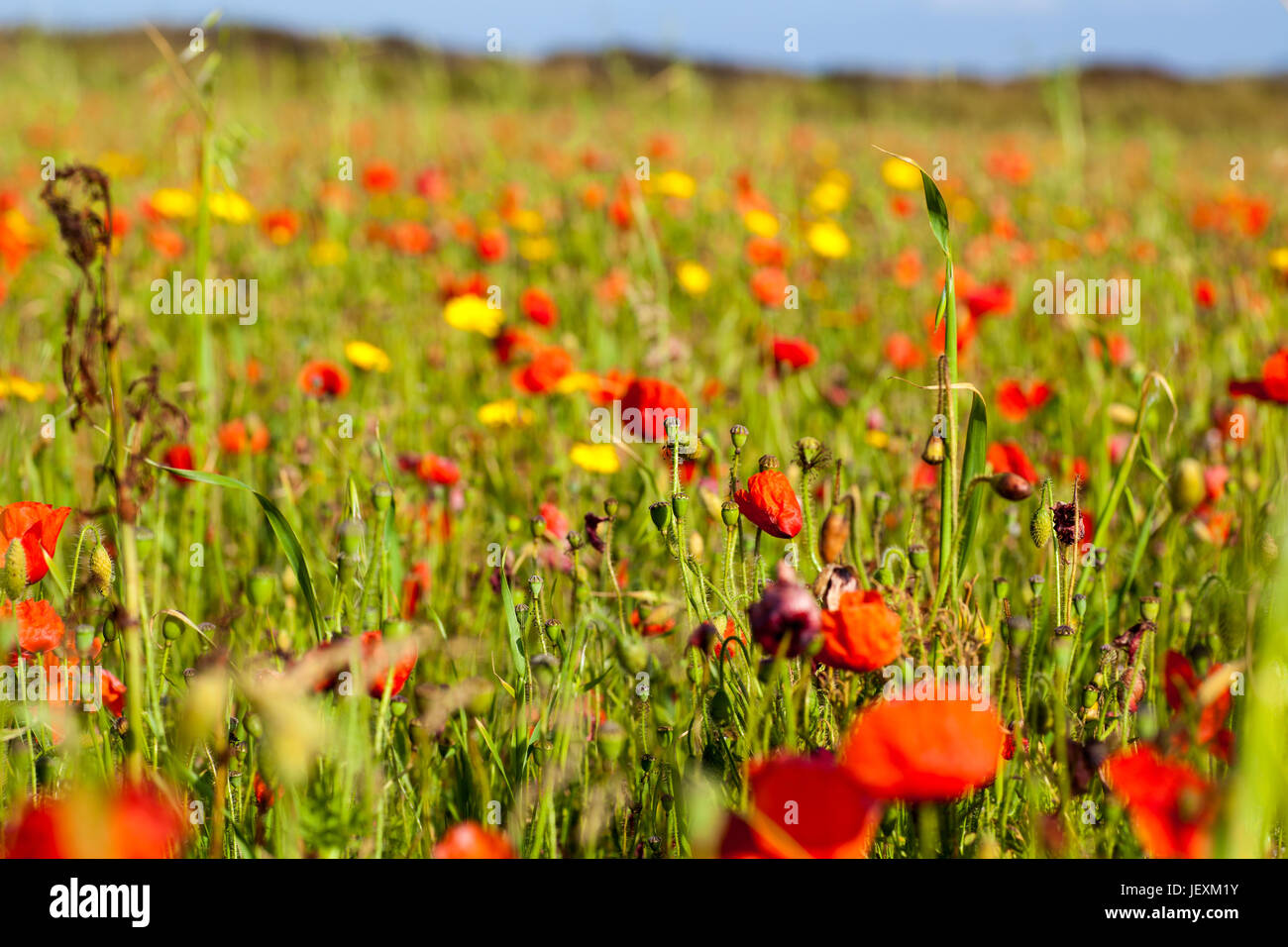 West pentire in der Nähe von Newquay in Cornwall, UK. Erdgeschoss Mohnfeld close up full frame. Stockfoto