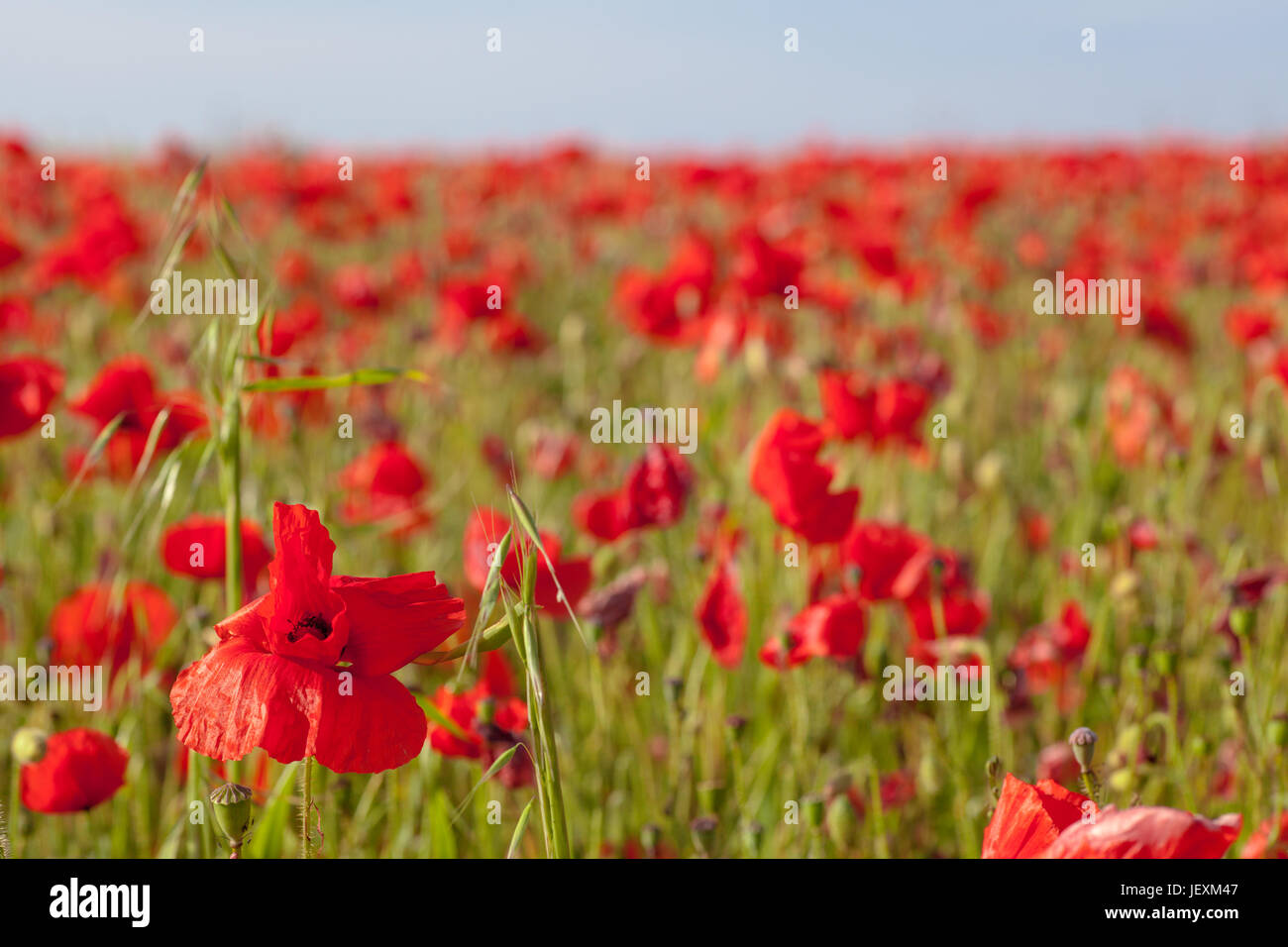 West pentire in der Nähe von Newquay in Cornwall, UK. Erdgeschoss Klatschmohn bis full frame schließen. Konzentrieren Sie sich auf einzelne Poppy im Vordergrund. Stockfoto