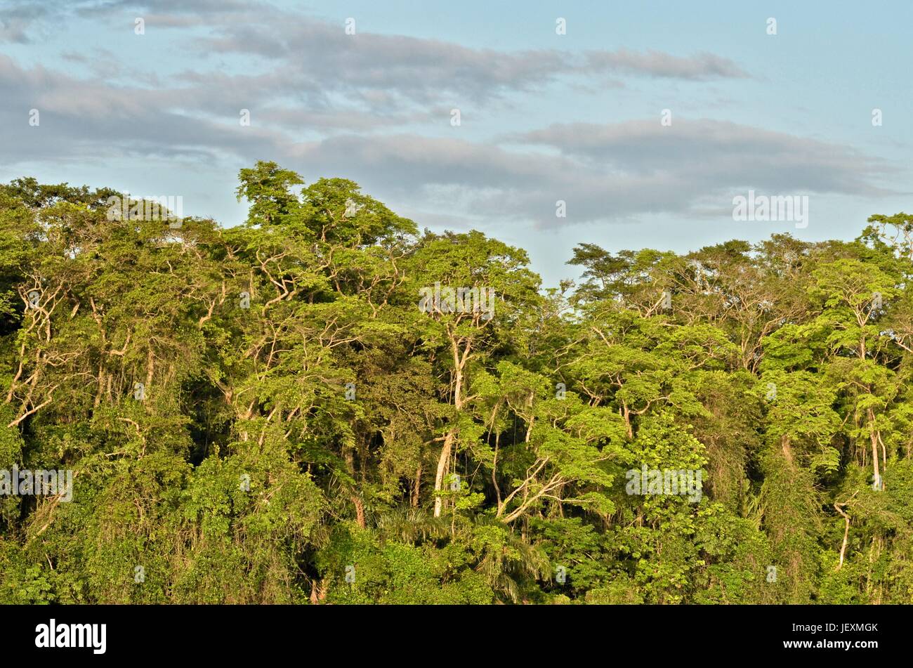Tropischer Regenwald in Humedal Caribe Noreste im Tortuguero Nationalpark. Stockfoto