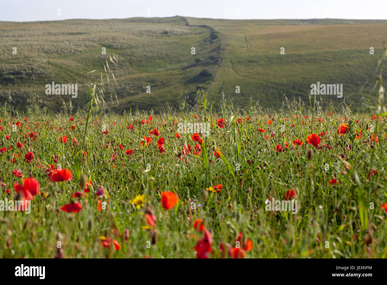 West pentire in der Nähe von Newquay in Cornwall, UK. mohnfeld und ländliche Landschaft Szene mit keine Personen im Freien. Stockfoto