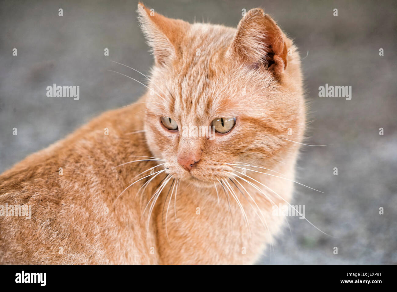 Porträt einer niedlichen kleinen orange Katze außerhalb Stockfoto