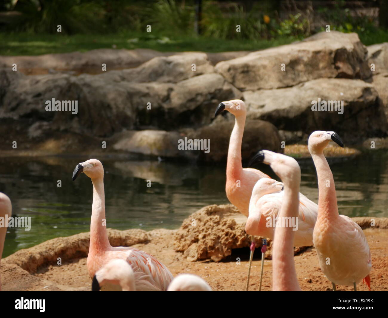 Rosa Flamingos im Zoo von Houston Stockfoto